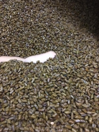 CÁ CÂN-ĐỒ CHƠI XÚC CÁT